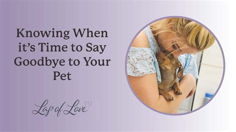 How Do You Know Its Time To Say Goodbye To Your Dog