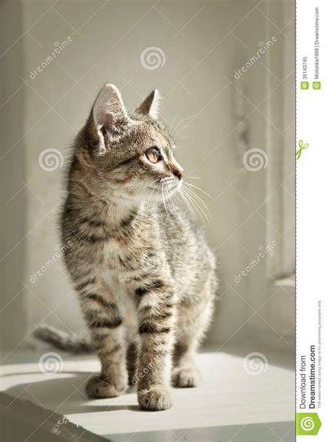 Cat Sitting On A White Window Sill Stock Image Image Of