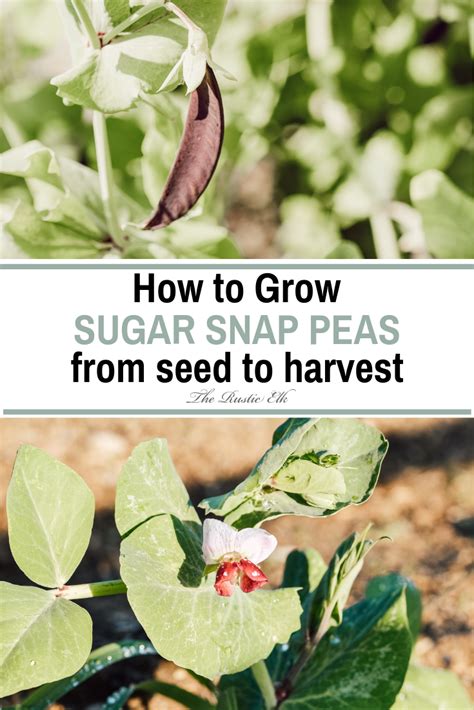 The Ultimate Guide To Growing Sugar Snap Peas From Seed Sugar Snap Peas Snap Peas Container