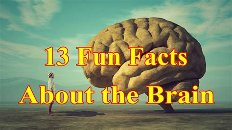 13 Fun Facts About The Brain Youtube