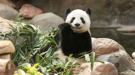 Coronavirus Pandas Mate In Lockdown At Hong Kong Zoo After Ten Years
