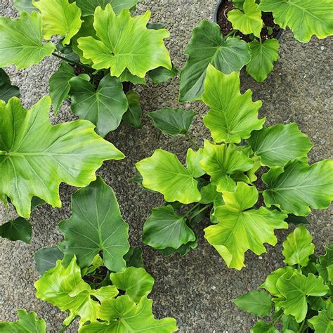 The philodendron hope selloum (philodendron bipinnatifidum), recently reclassified thaumatophyllum bipinnatifidum or the tree the hope selloum appreciates a warm humid environment, and a moderate amount of water and light. Philodendron Selloum Hope | Exotic Tropical Plant ...