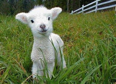 Smiling Baby Lamb From Cute Baby Animals Cute Animals
