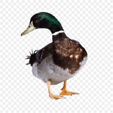 Find & download free graphic resources for pekin duck. Duck Hunt American Pekin Mallard Cygnini, PNG, 2953x2953px ...