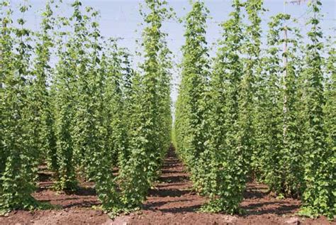 Commercial hop growers and good gardeners grow their hops on tall supports that let the plant reach its full potential of 20 to 25 feet of growth in just a few i'm trying to avoid exposing the hops to the air while they are in the freezer or my pumphouse. Finding a Niche: Growing Hops at Home - Farm and Garden ...