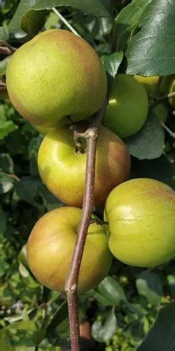 Well Watered Kashmiri Apple Ber Plant At Rs 40piece In Khachrod Id 23209734497