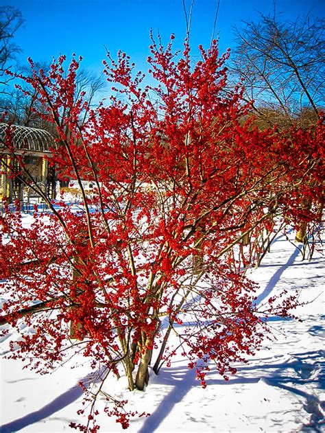 Winterberry Holly Shrubs For Sale The Tree Center