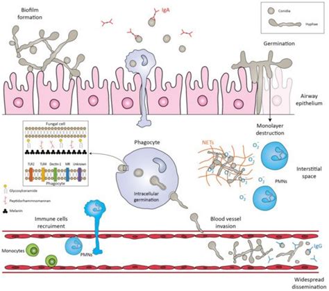 Lomentospora Prolificans A Neglected Fungus Encyclopedia Mdpi