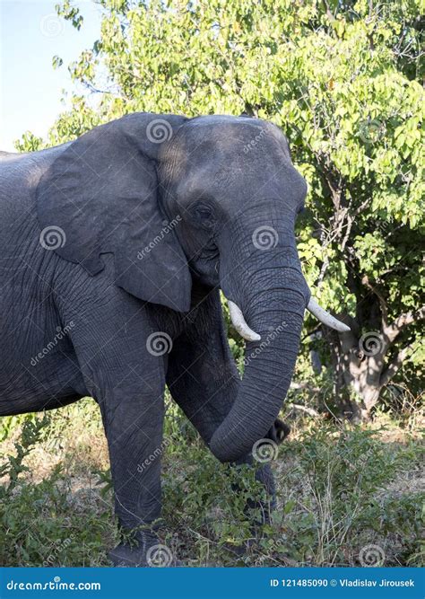 African Elephant Loxodonta Africana In Bush Chobe National Park
