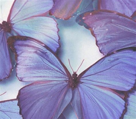 18 Fakten über Purple Aesthetic Bilder Violet Aesthetic Dark Purple