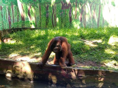 Bali Zoo Park, Ubud Bali - Ticket Prices, Safari Experience & Map