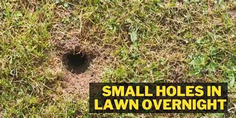 Small Holes In Lawn Overnight Reasons And Solution