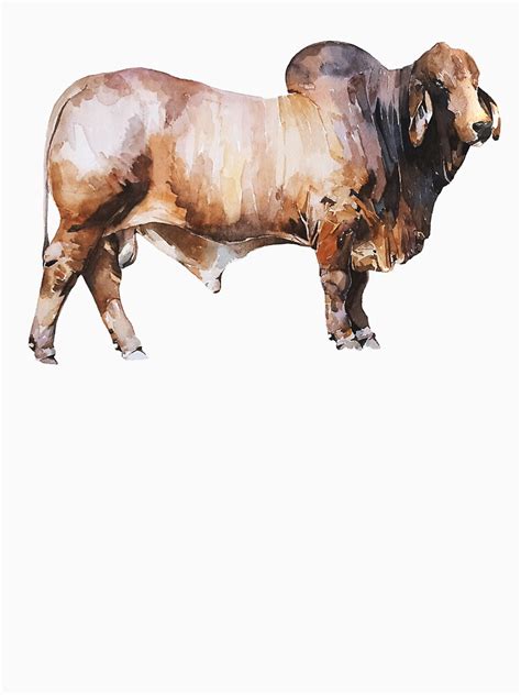 Brahman Bullbrahman Cattle T Shirt By Edswatercolours Redbubble