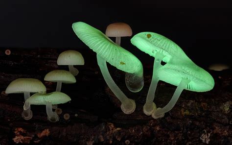 Stunning Beautiful Mushrooms And Fungi Photos By Photographer Steve