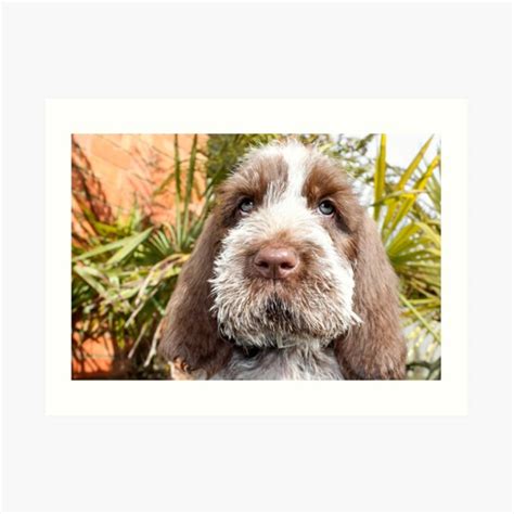 Sitting Puppy Spinone Art Print By Heidiannemorris Redbubble