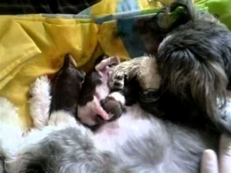 This was a video i made in 1994. Shih Tzu first whelp video 3 puppies being born - YouTube