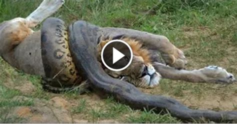 Lion Vs Giant Anaconda Snake Real Fight Video Dailymotion