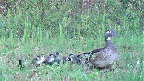 Story Of A Wood Duck Nest Spring 2017 Youtube