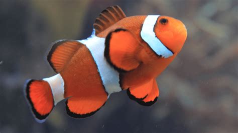 Why Your Clownfish Is Swimming Vertically And How To Fix It Aquarium