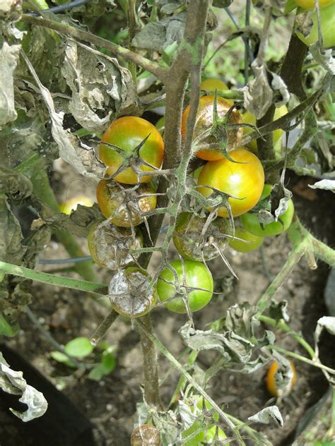 Tomato Blight Identification Avoidance And What To Do When It Strikes