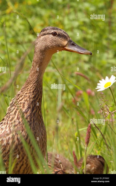Portrait Of Female Mallard Duck Stock Photo Alamy