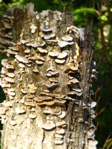 White Fungi Growing On Tree Trunk Photo Free Fungus Image On Unsplash