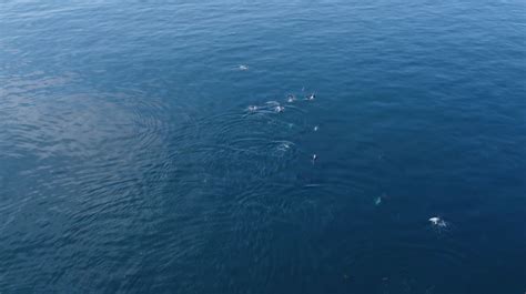 More Than 100 Dolphins Spotted In Falmouth Bay
