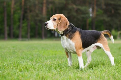 Beagle Breed Information and Photos | ThriftyFun