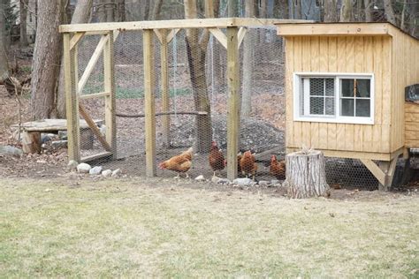 How To Keep Chickens Off Grid Home