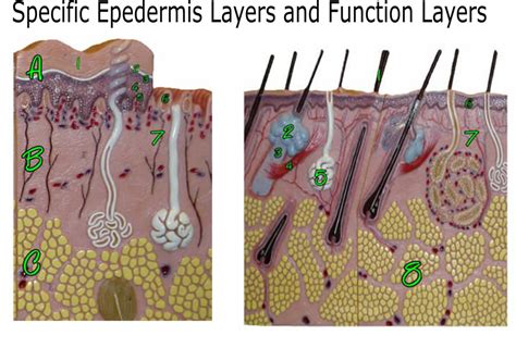 Epidermis Layers And Functions Diagram Quizlet
