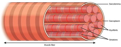 Smooth Muscle Boundless Anatomy And Physiology
