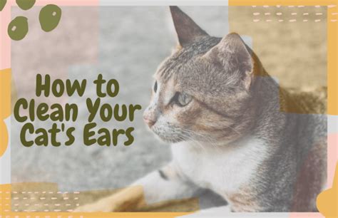 How To Clean Your Cats Ears Oliveknows