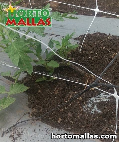 Tomato Twine01 Hortomallas™ Supporting Your Crops®