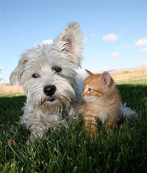 17 Best Images About Dogs And Cats Together On Pinterest Friendship