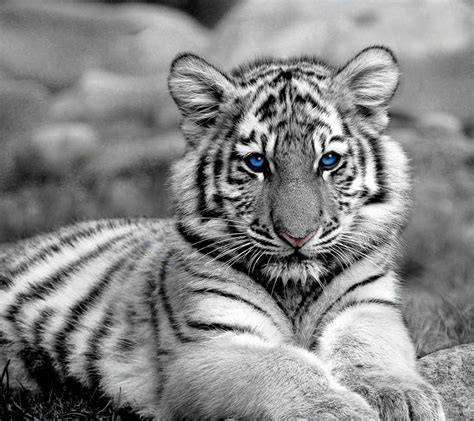 76 Hintergrundbilder Weißer Tiger Baby Lebenretten