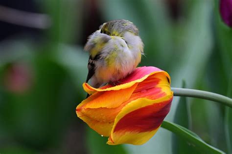 16 Pictures of Tulips to Make You Dream of Spring - Birds and Blooms