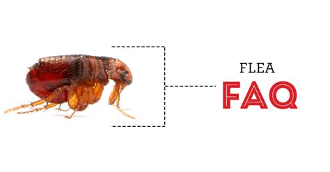 Facts And Frequently Asked Questions About Fleas The Bug Man