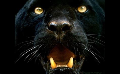 Marvel black panther wallpaper, black background, minimalism. Black Panther Wallpapers - Wallpaper Cave