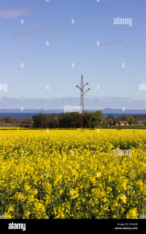 Electric Power Lines In Canola Field Stock Photo Alamy