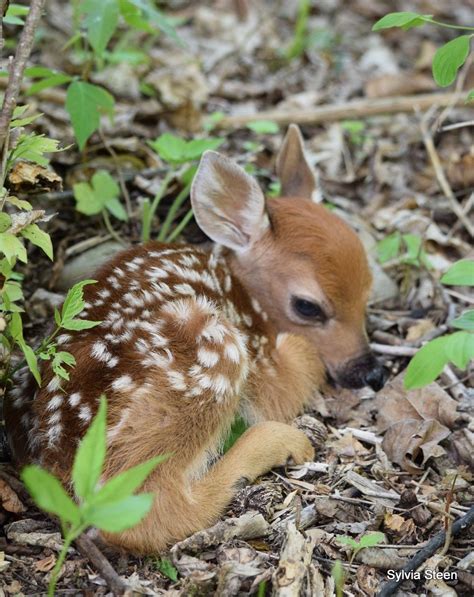 Cute Baby Deer Images
