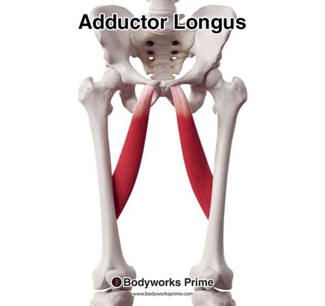 Adductor Longus Muscle