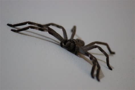 Weather News Do Huntsman Spiders Really Crawl Across Your Face At