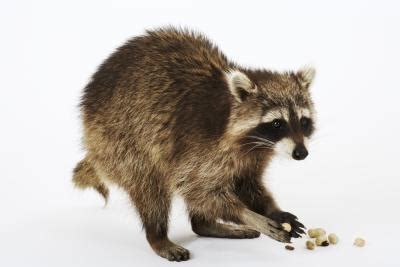 Mothballs sometimes are used illegally to repel pests not listed on labels. Moth Balls As a Raccoon Repellent | eHow UK