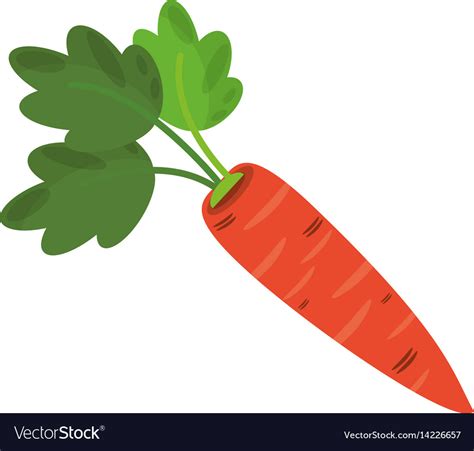 Carrot Food Healthy Image Royalty Free Vector Image