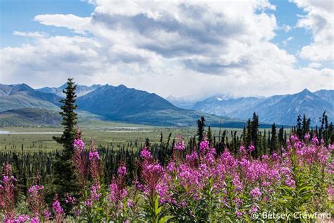 The Alaska Icon Fireweed The Soul Of The Earth