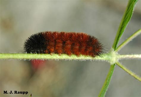 Winter Mild Or Wild Ask The Banded Woolly Bear Pyrrharctia Isabella