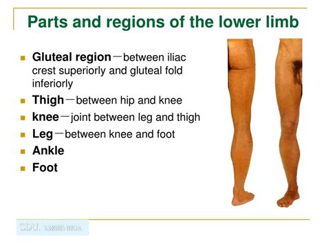 Ppt Regional Anatomy Of The Lower Limb Powerpoint Presentation Free