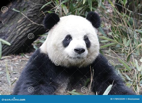 Giant Panda In China Stock Image Image Of Asian Nature 178923339