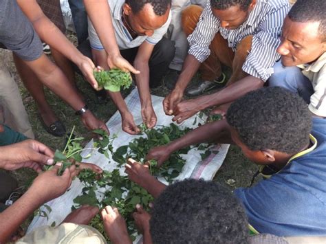 Investments Not Charity Provide Hope To Ethiopias Most Vulnerable