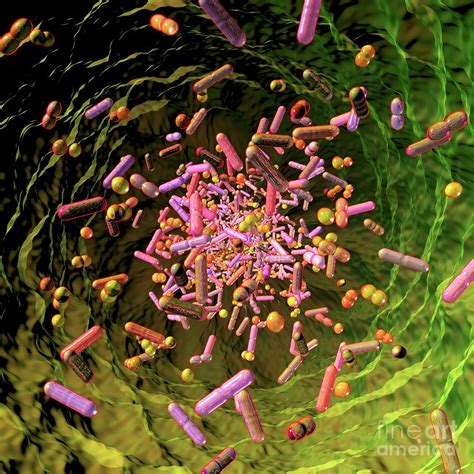 Human Microbiome Photograph By Russell Kightleyscience Photo Library